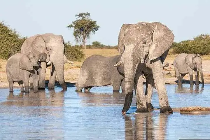 African Elephants Drinking Water